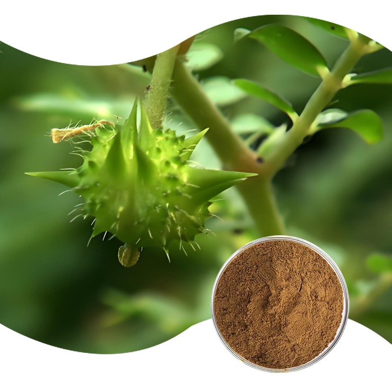 Baisfu plant extract Brown fine powder American Tribulus Terrestris P.E total saponins content 20%-90% used in food additives