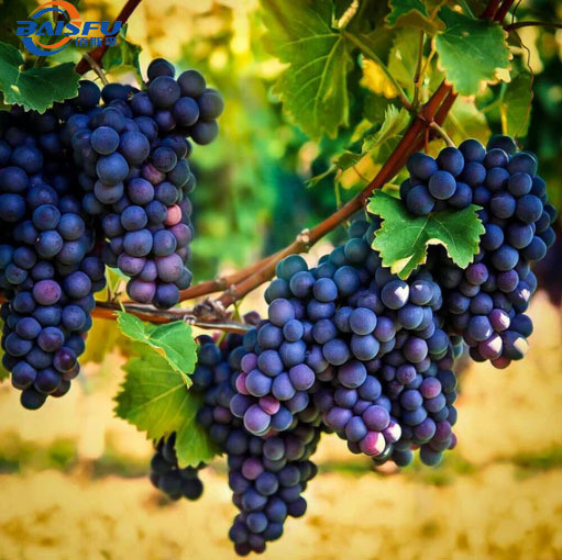 BAISFU High Concentration Concord grape Flavor for Beverages and Cakes